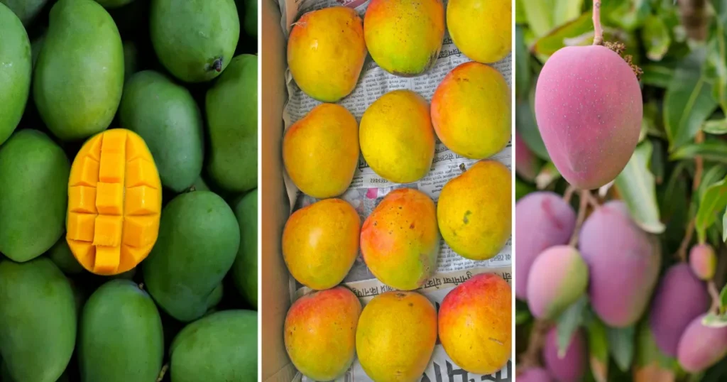 Jharkhand Mango Festival