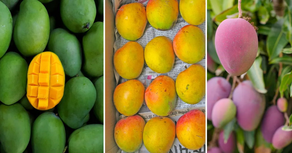 Jharkhand Mango Festival