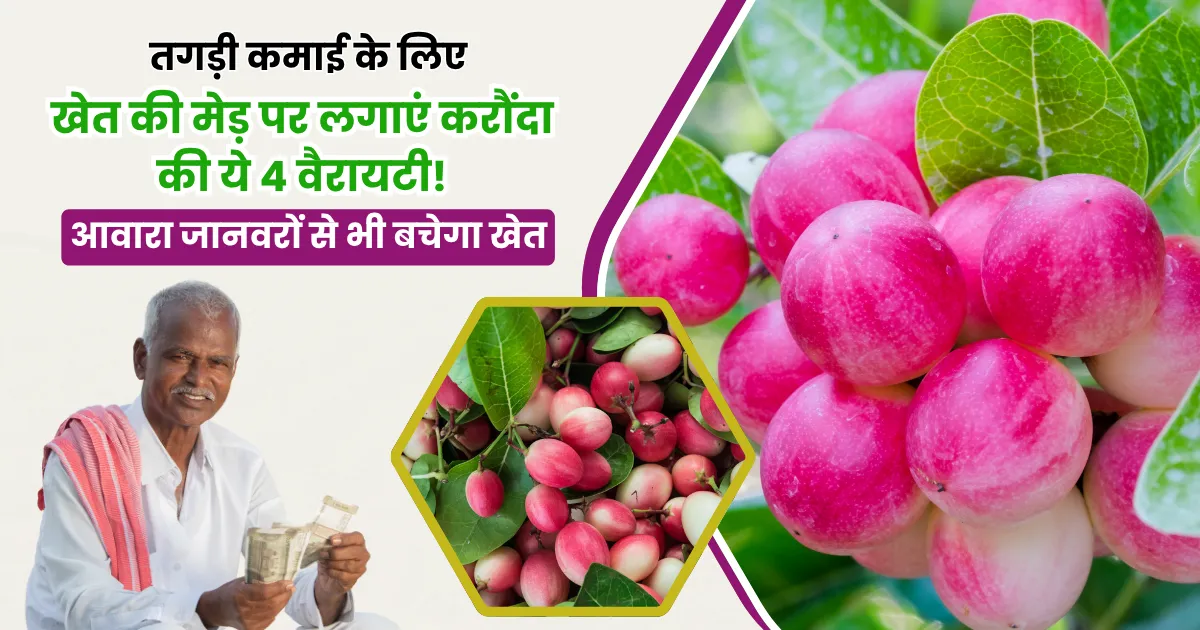 खेत की मेड़ पर लगाएं करौंदा की ये 4 वैरायटी! लाल फलों से होगी कमाई और आवारा जानवरों से भी बचेगा खेत