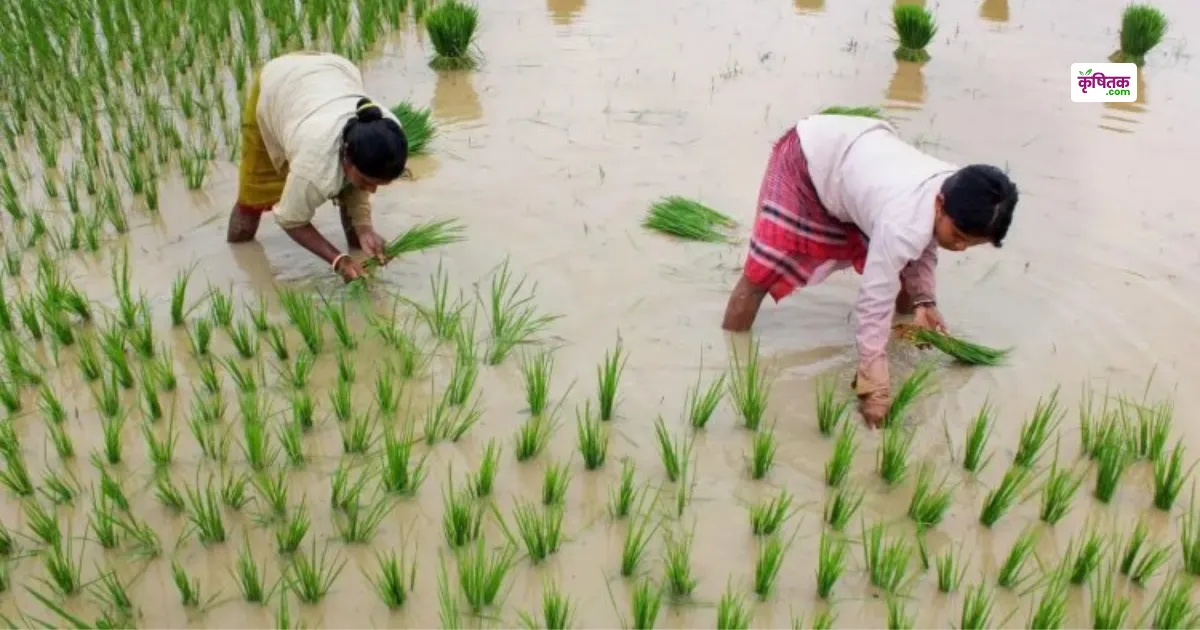 Kharif Crops