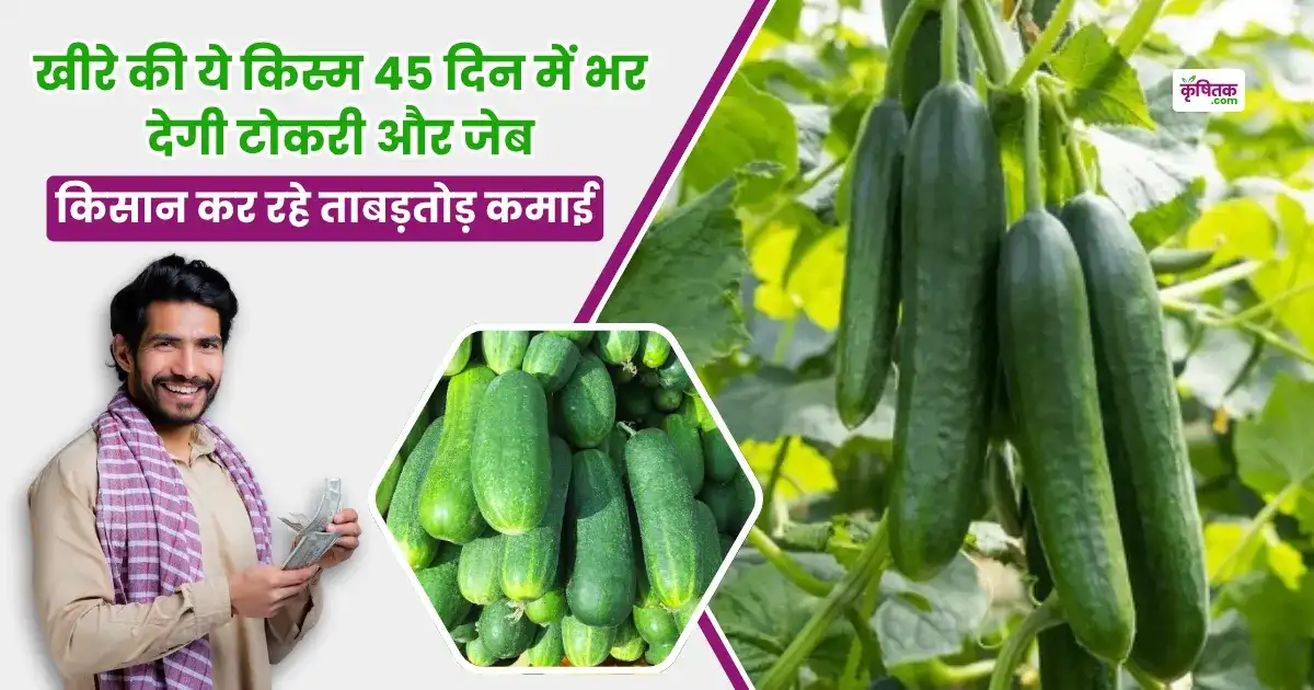 Top 5 Cucumber Variety in 2025