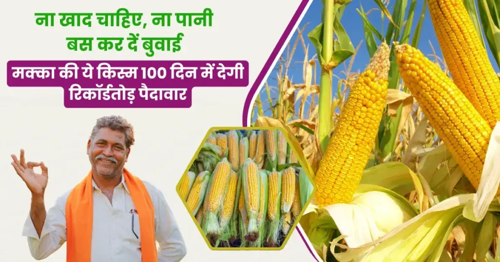 Bayer 9126 Maize Variety