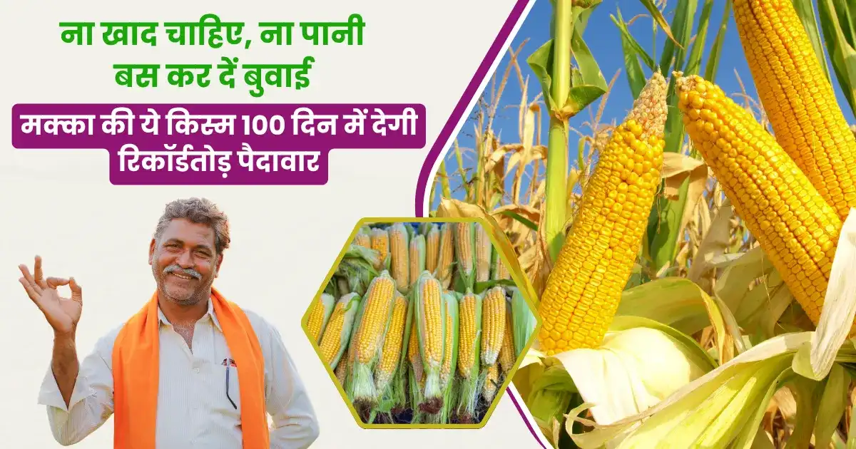 Bayer 9126 Maize Variety
