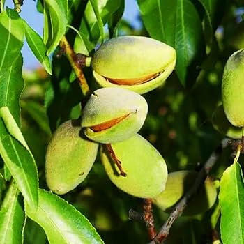 इस फल की कीमत ₹800 किलो! खेती शुरू करें आज से, मुनाफा गिनते रहेंगे सालों-साल