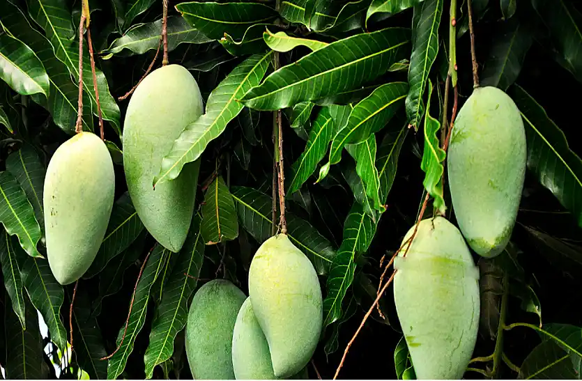 साल भर आम चाहिए? लगाएं ये खास किस्में, स्वाद भी शानदार और कमाई भी दमदार