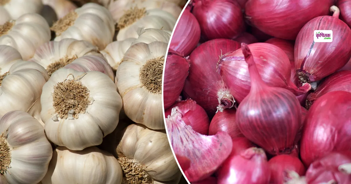 Onion-Garlic Mandi Price