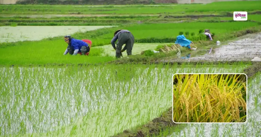Chattisgarh Ke liye Dhan Ki Top-5 Variety