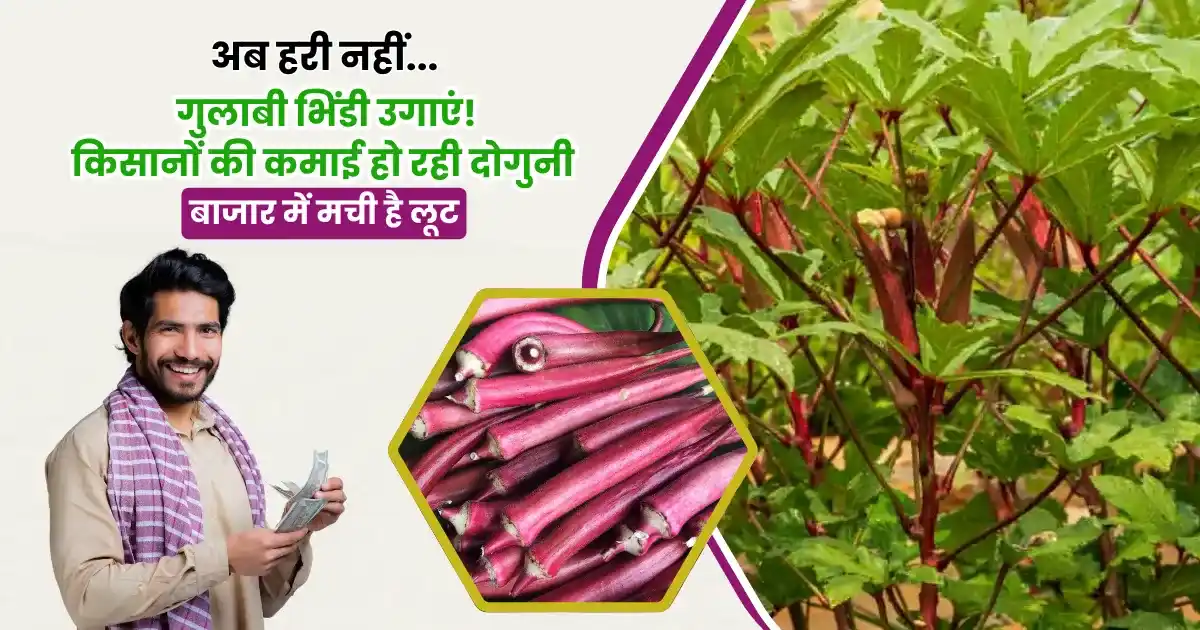 pink okra farming