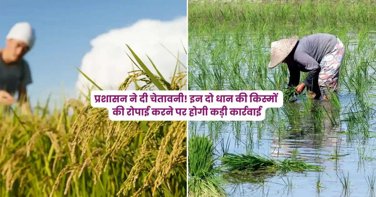 अगर बोई ये धान की दो किस्में, तो होगी सख्त कार्रवाई! धान की खेती पर प्रशासन का बड़ा अलर्ट