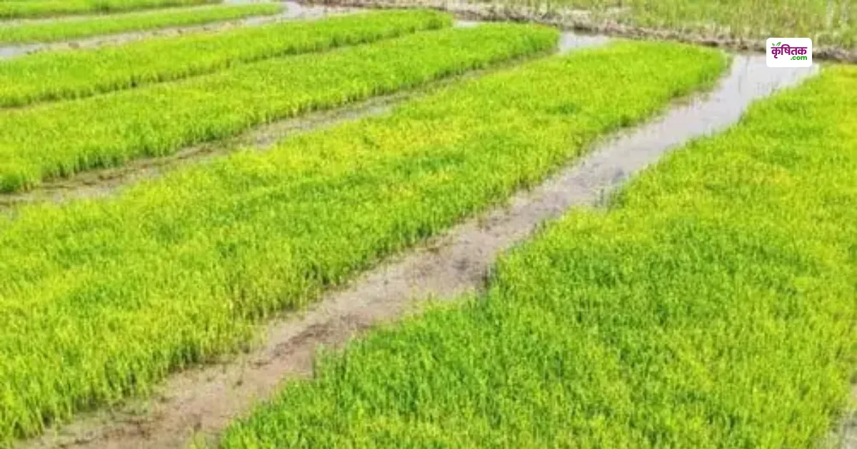 rice nursery