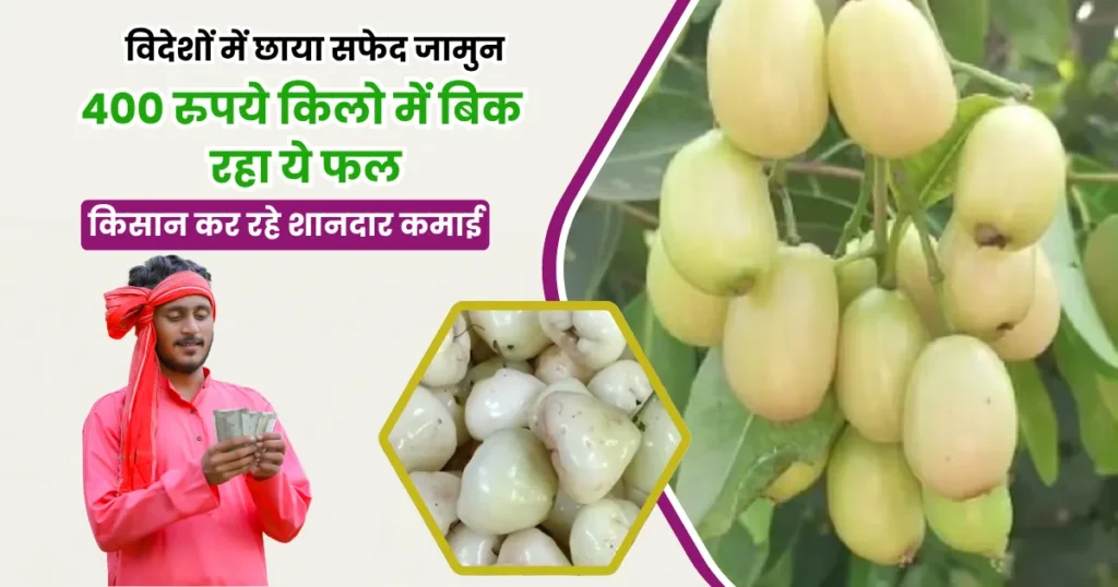 400 रुपये किलो बिकने वाला सफेद जामुन बना किसानों की कमाई का नया जरिया, विदेशों में बंपर डिमांड