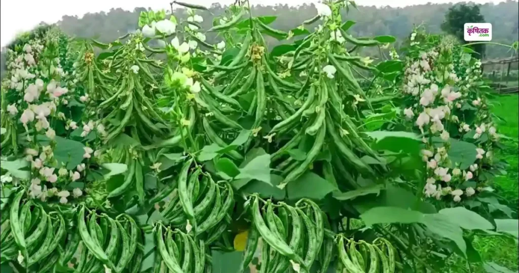 बरसात में खेत भर देगा अगेती सेम का ये बीज! कम दाम में यहां से खरीदें और पाएं बंपर फसल