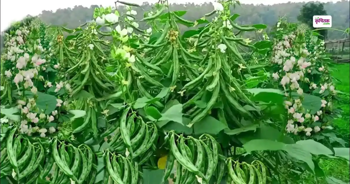 बरसात में खेत भर देगा अगेती सेम का ये बीज! कम दाम में यहां से खरीदें और पाएं बंपर फसल