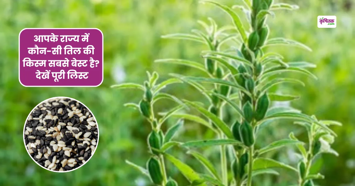 आपके राज्य में कौन-सी तिल की किस्म सबसे बेस्ट है? देखें पूरी लिस्ट