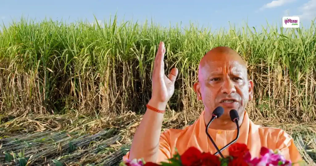 गन्ना किसानों के लिए योगी सरकार का मास्टर प्लान! दोगुनी होंगी बीज नर्सरियां, बीज वितरण में बनाया रिकॉर्ड