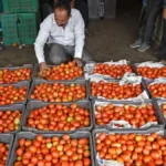 Tomato Mandi prices