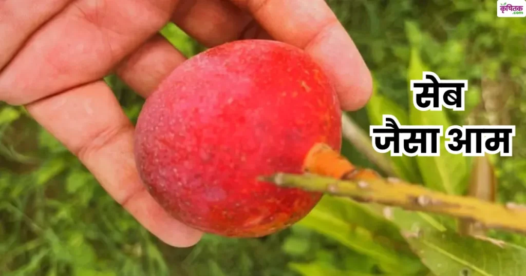 कासगंज में उग रहा है सेब जैसा आम! विदेशी वैरायटी डायबिटीज रोगियों के लिए भी फायदेमंद