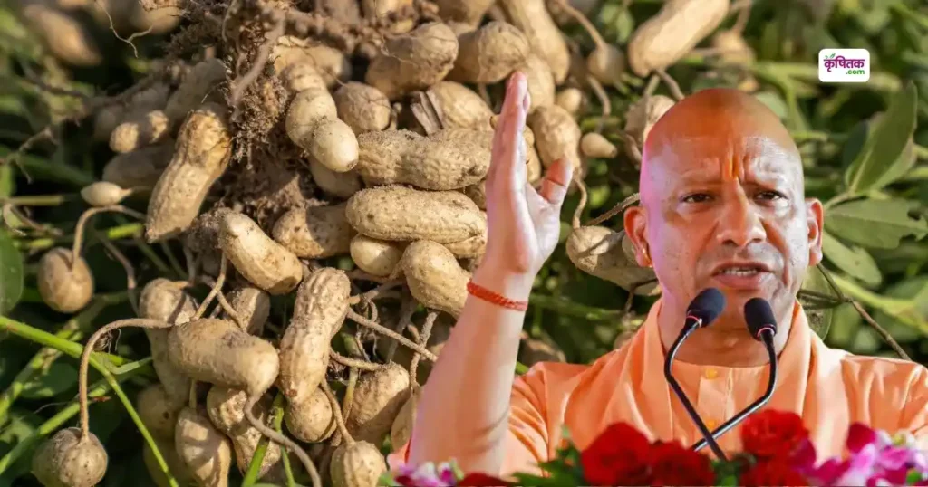 मूंगफली की खेती को बढ़ावा दे रही है उप्र सरकार, बुंदेलखंड की ज़मीन दे रही बंपर उत्पादन