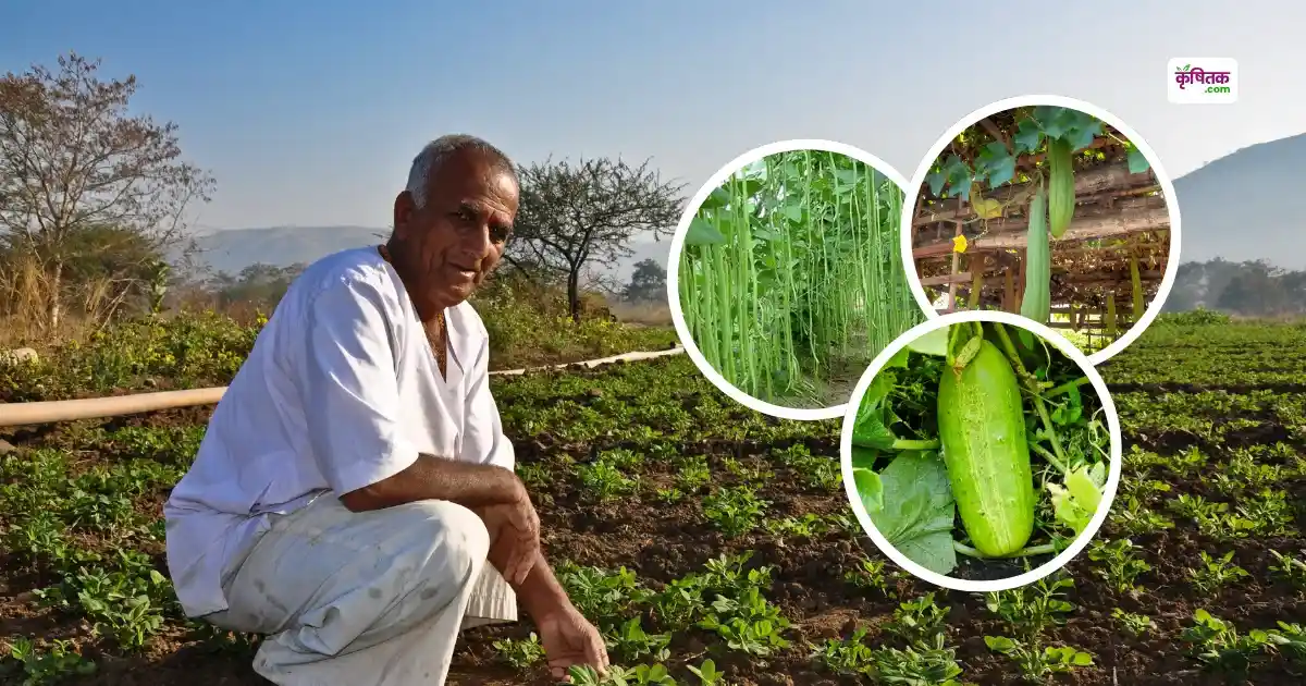 जून-जुलाई में उगाएं ये बेल वाली सब्जियाँ, कम खर्च में पाएं जबरदस्त मुनाफ़ा, जान लें तरीका