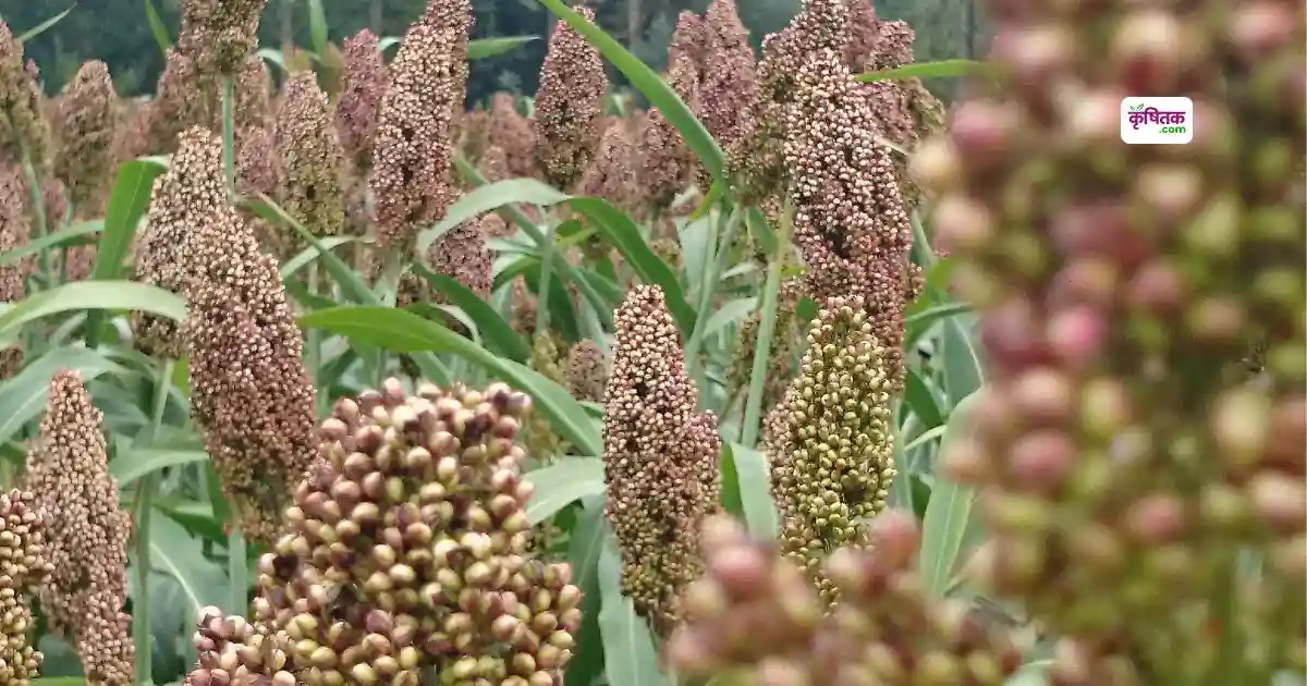 Yoddha Hybrid Bajra