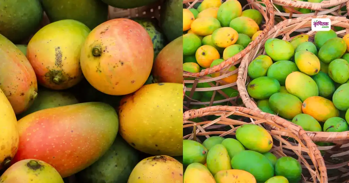 Mango Festival 2025 Lucknow