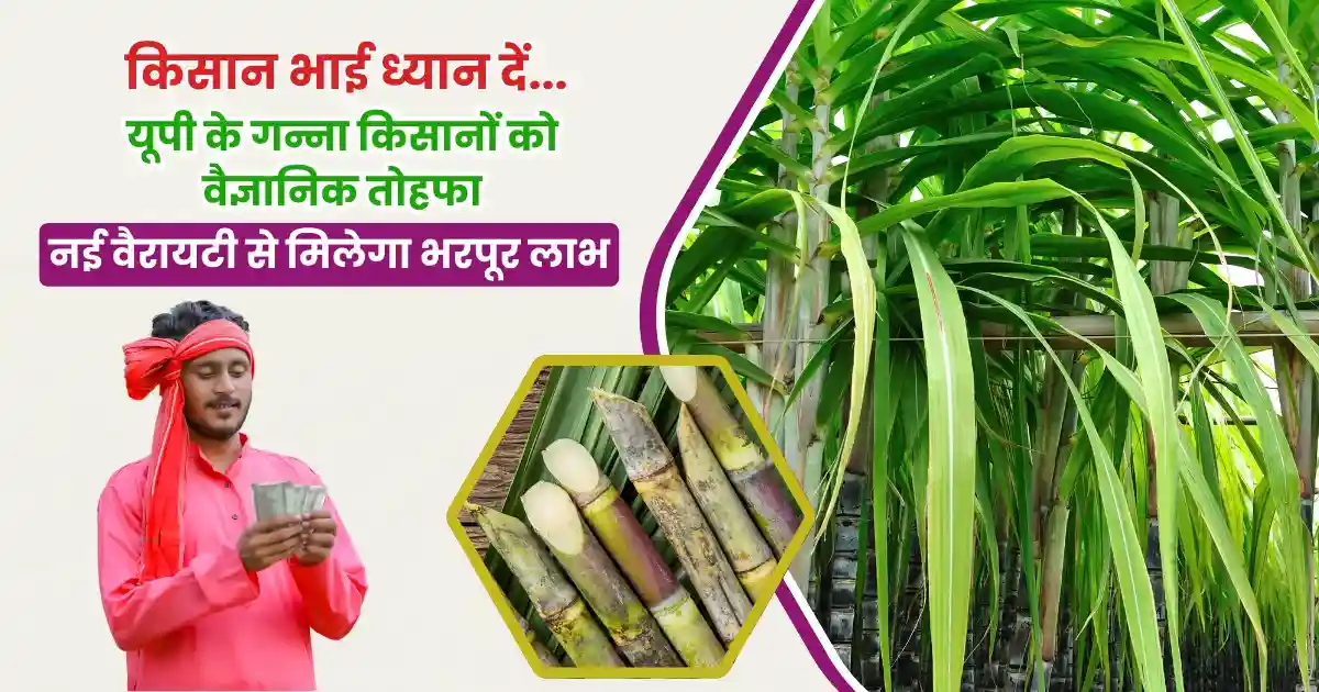 Uttar Pradesh sugarcane new varieties