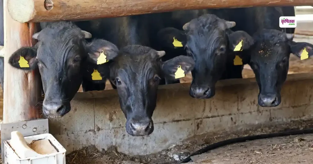 UP Animal Husbandry MoU 2025