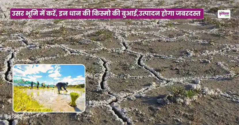 Usar Bhumi Ke Liye Dhan Ki Kismen