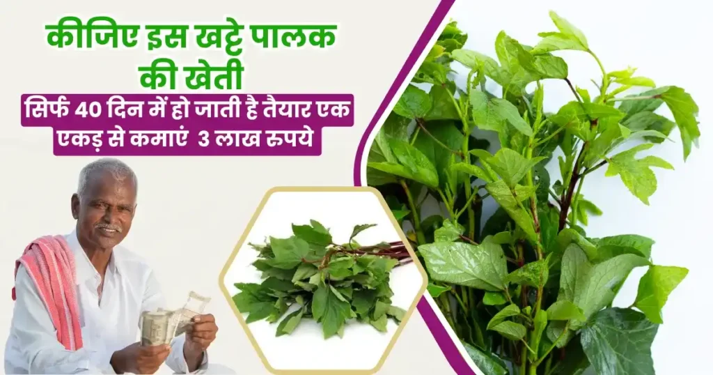 Gongura Ki Kheti