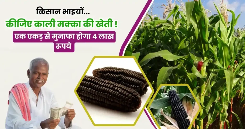 Kali Makka Ki Kheti