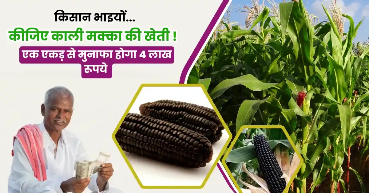 Kali Makka Ki Kheti