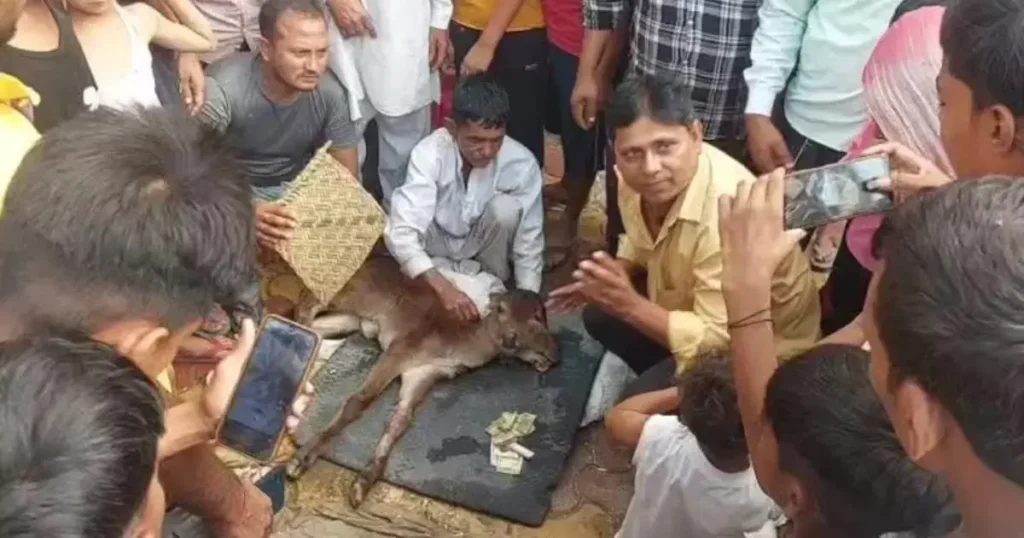 Do Muh Vala Bachhada