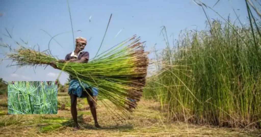 Korai Grass Farming