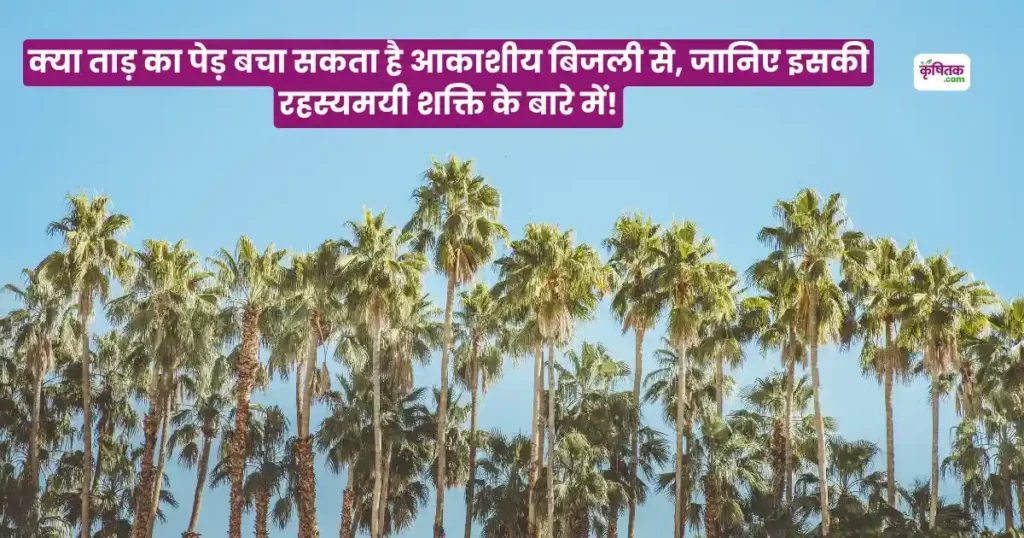 Palm Tree Lightning Protection
