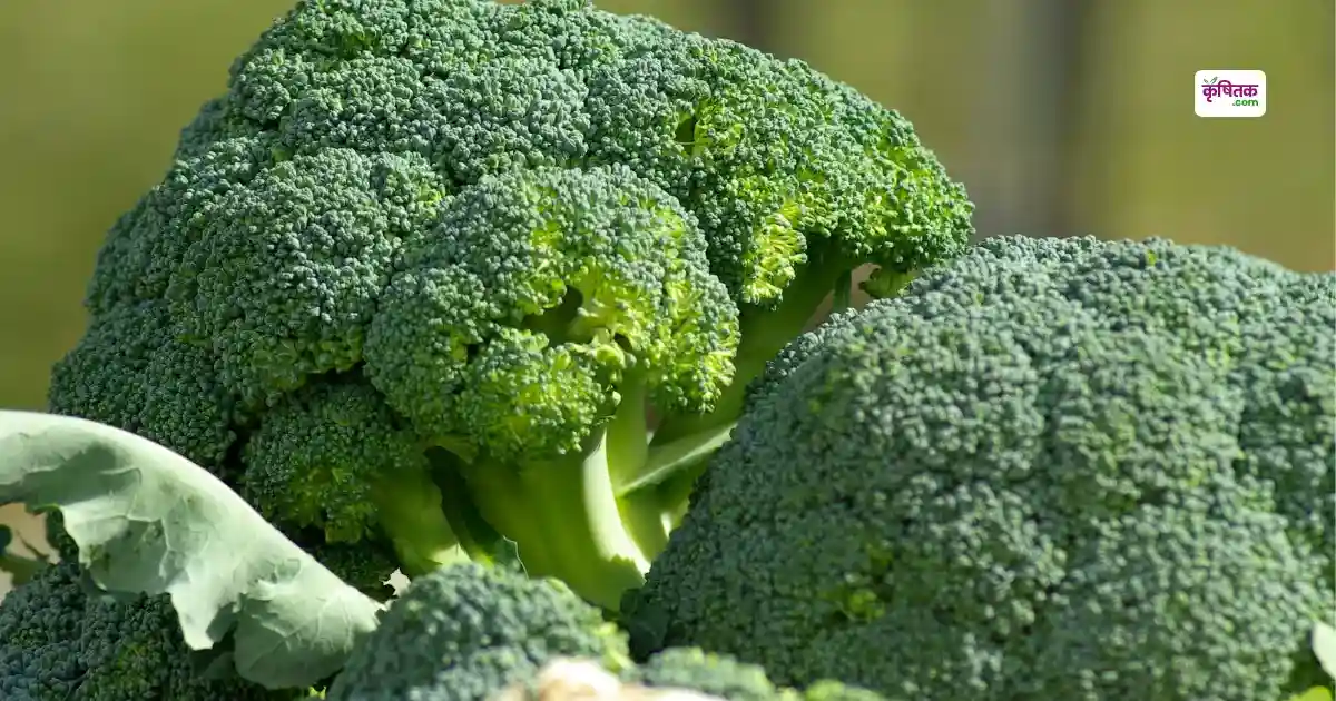 Broccoli Farming