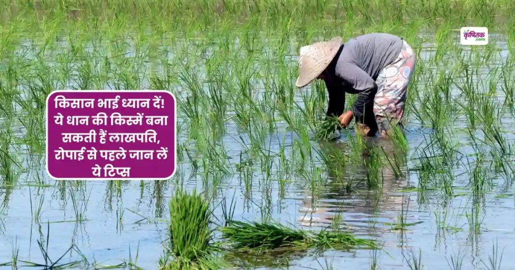 किसान भाई ध्यान दें! ये धान की किस्में बना सकती हैं लाखपति, रोपाई से पहले जान लें ये एक्सपर्ट के टिप्स