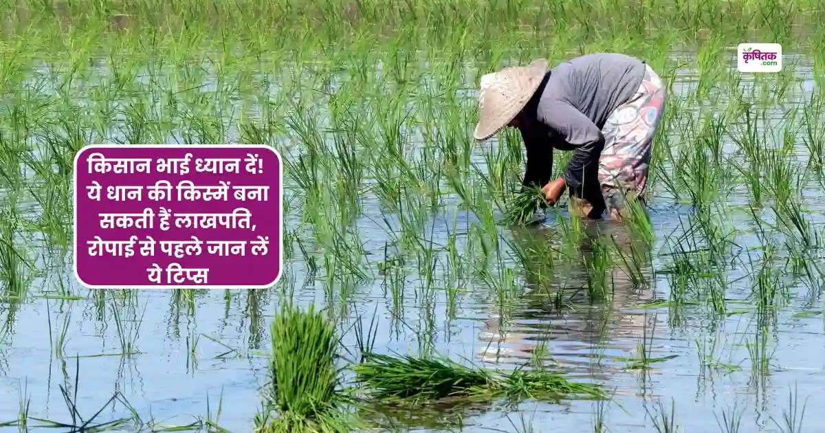 किसान भाई ध्यान दें! ये धान की किस्में बना सकती हैं लाखपति, रोपाई से पहले जान लें ये एक्सपर्ट के टिप्स