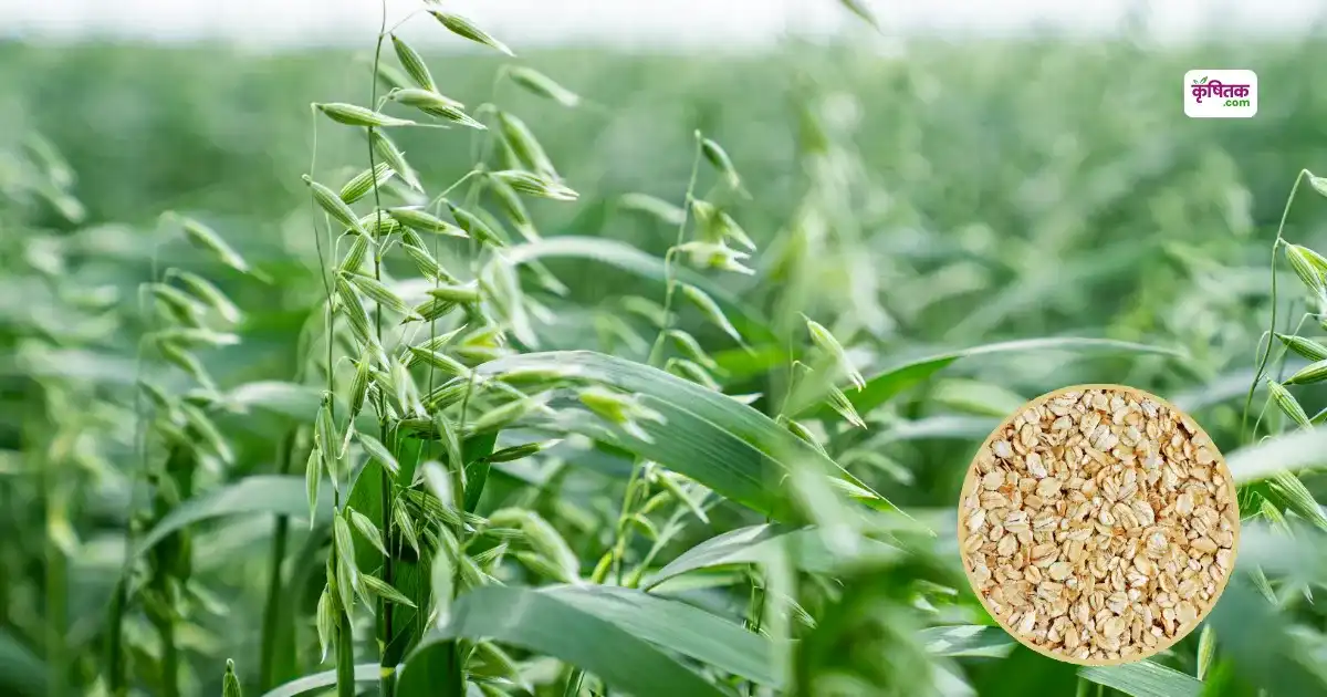 Oats Varieties