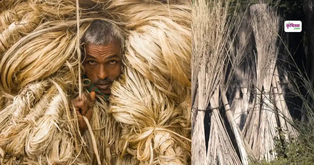 jute import ban