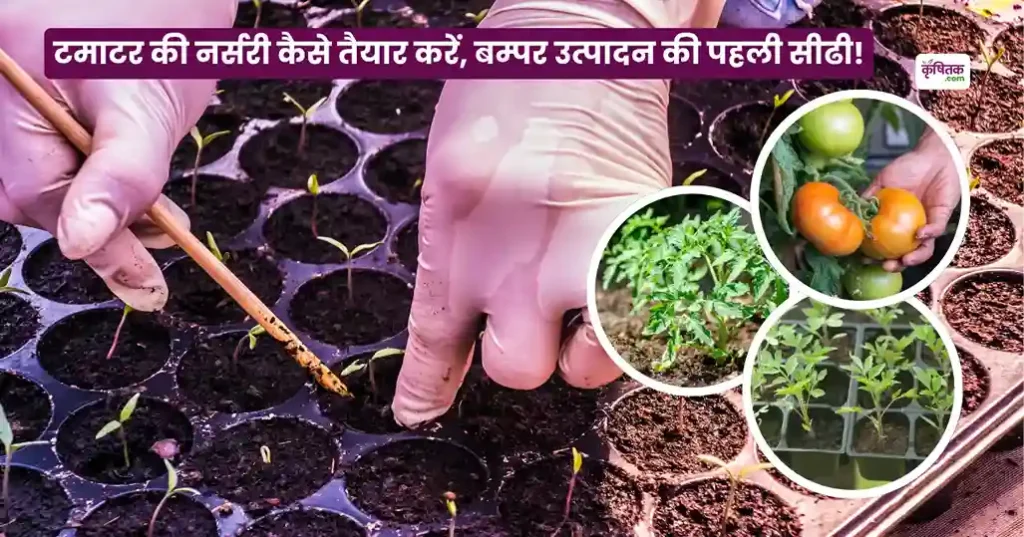 Tamatar Ki Nursery Kaise Taiyar Karen