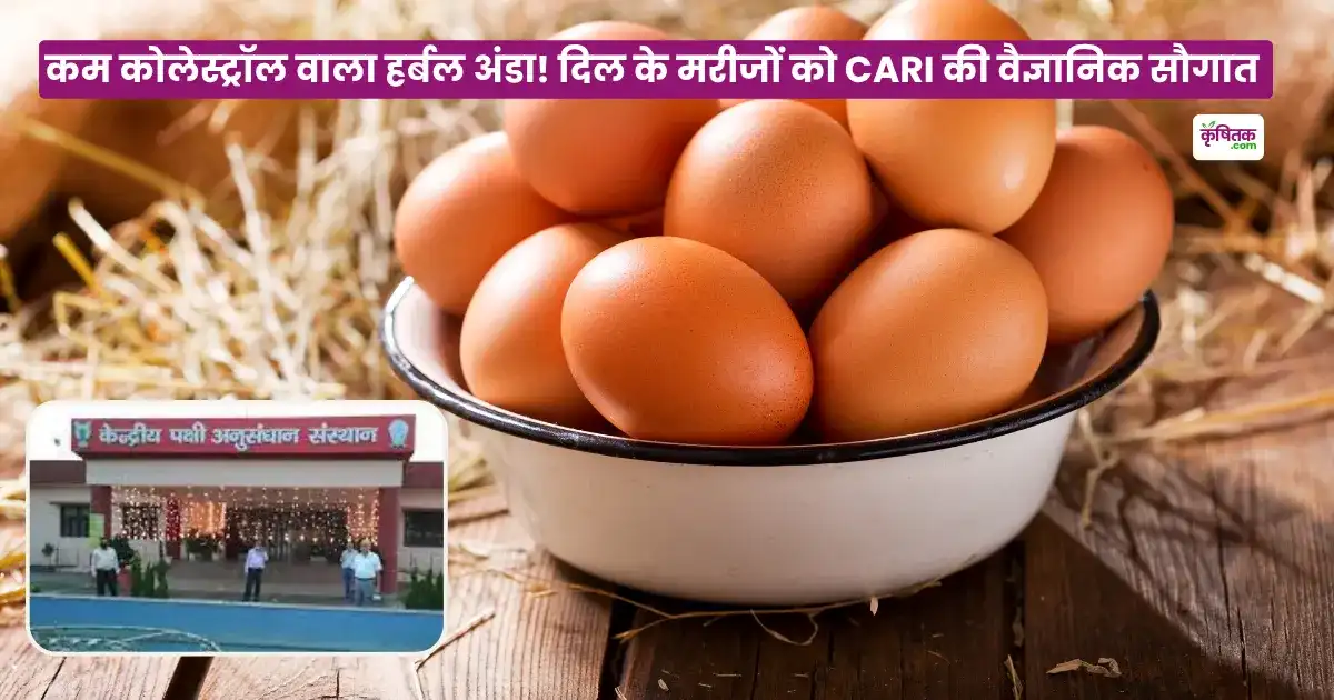Low Cholesterol Egg