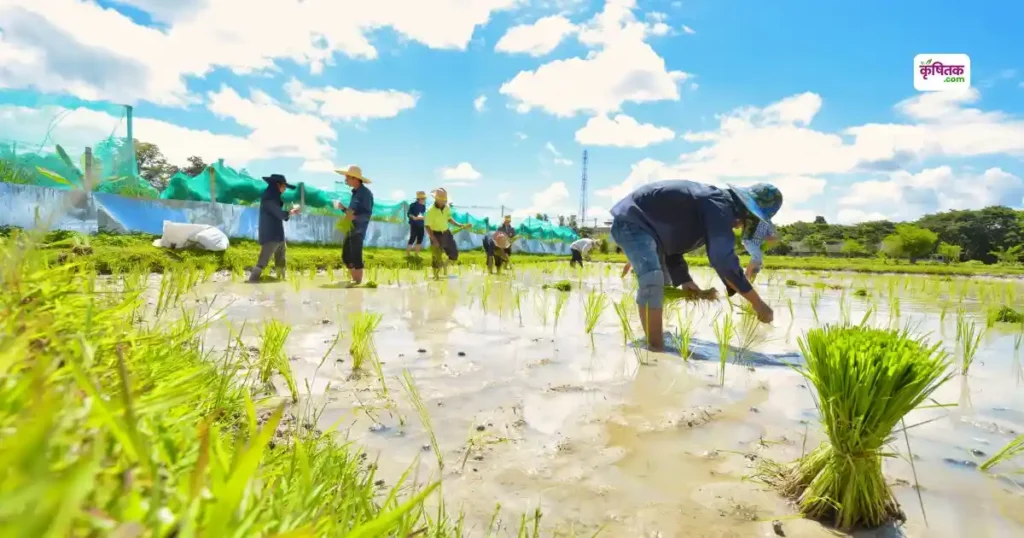 Paddy Cultivation