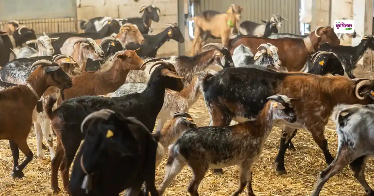 Goat Farming AI App