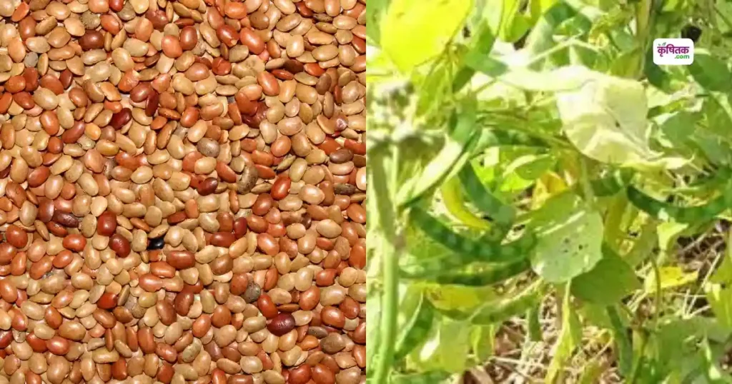 Fars Bean Cultivation