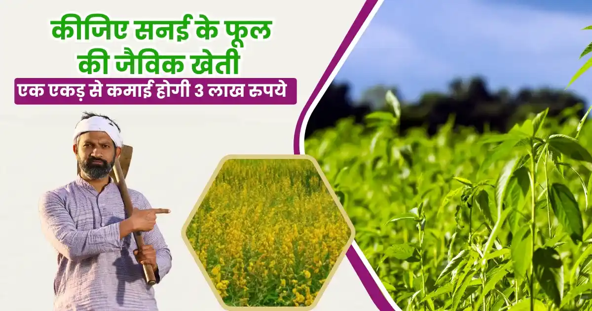 Organic Jute Farming