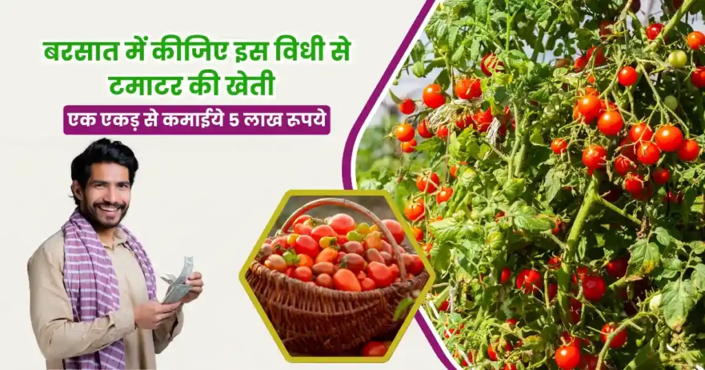 Barsat Me Tamatar Ki Kheti