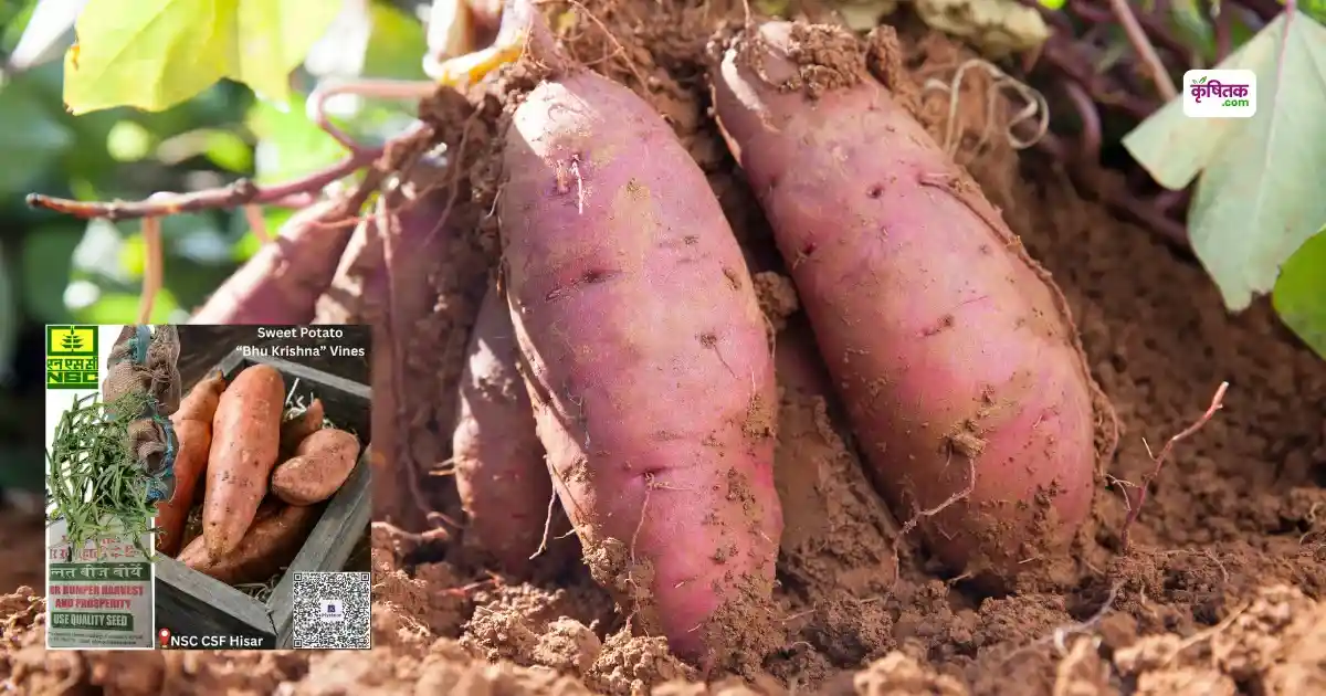 Bhukrishna variety sweet potato seeds