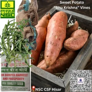 Bhukrishna variety sweet potato seeds