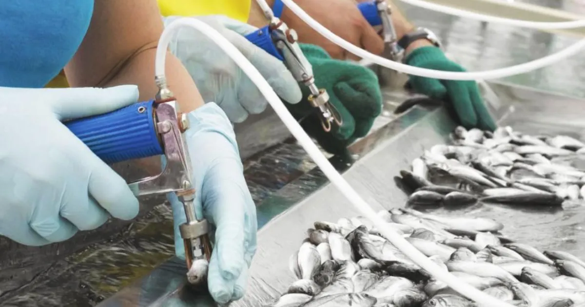 Fish Vaccines