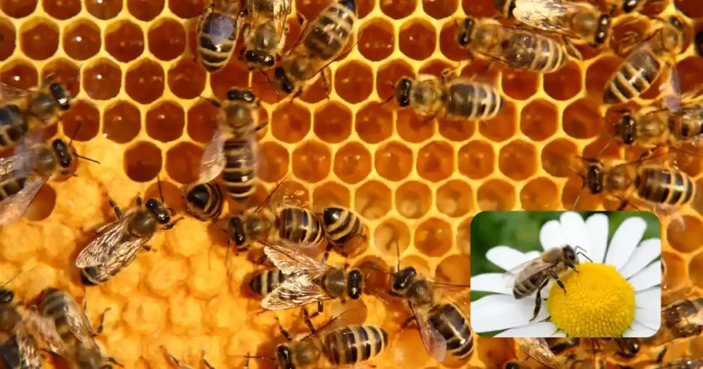 Madhumakhi Sanrakshan